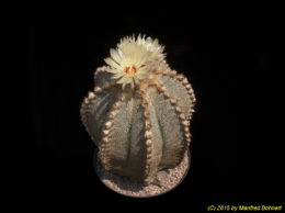 Astrophytum cv. myriostigma 778